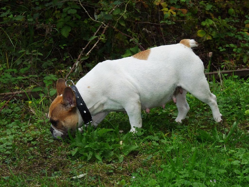 Fastoche Du Domaine De Geronimo