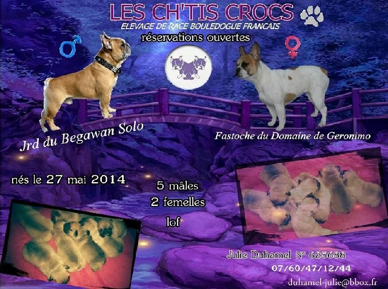Des Ch'tis Crocs - Bouledogue français - Portée née le 27/05/2014