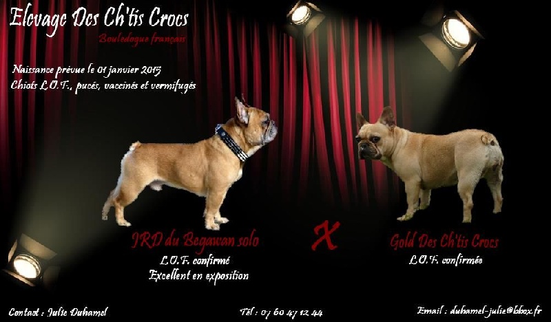 Des Ch'tis Crocs - Bouledogue français - Portée née le 31/12/2014