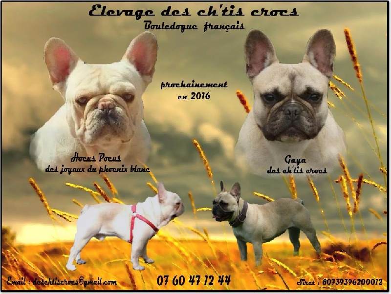 Des Ch'tis Crocs - Bouledogue français - Portée née le 23/05/2016