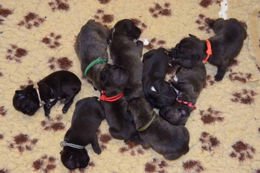 chiot Bouledogue français Des Ch'tis Crocs