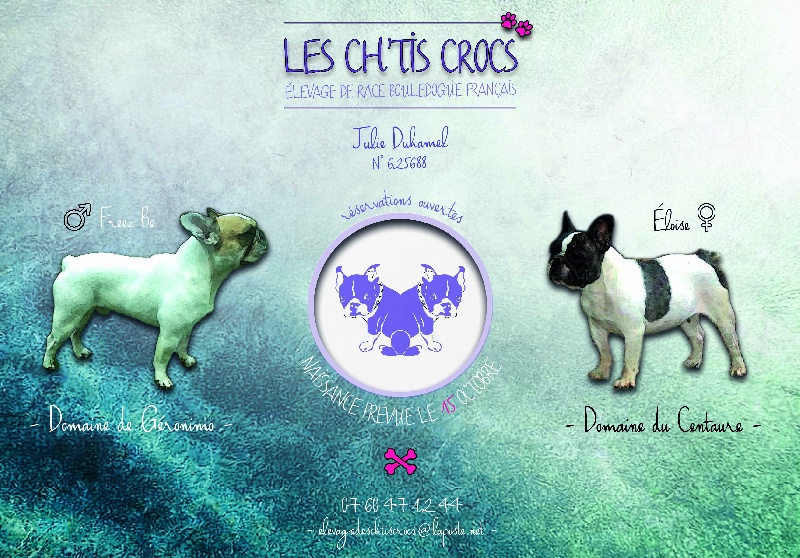 Des Ch'tis Crocs - Bouledogue français - Portée née le 21/10/2013