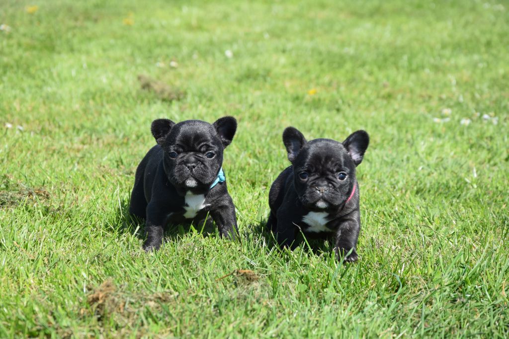 chiot Bouledogue français Des Ch'tis Crocs