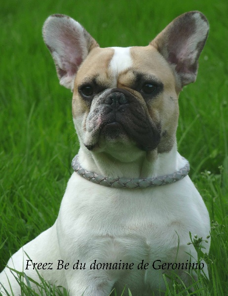 Freez be Du Domaine De Geronimo