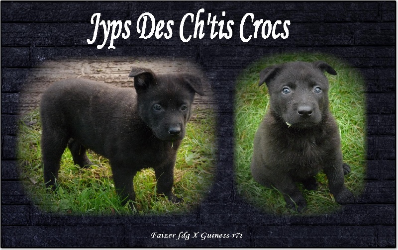 Jyps Des Ch'tis Crocs