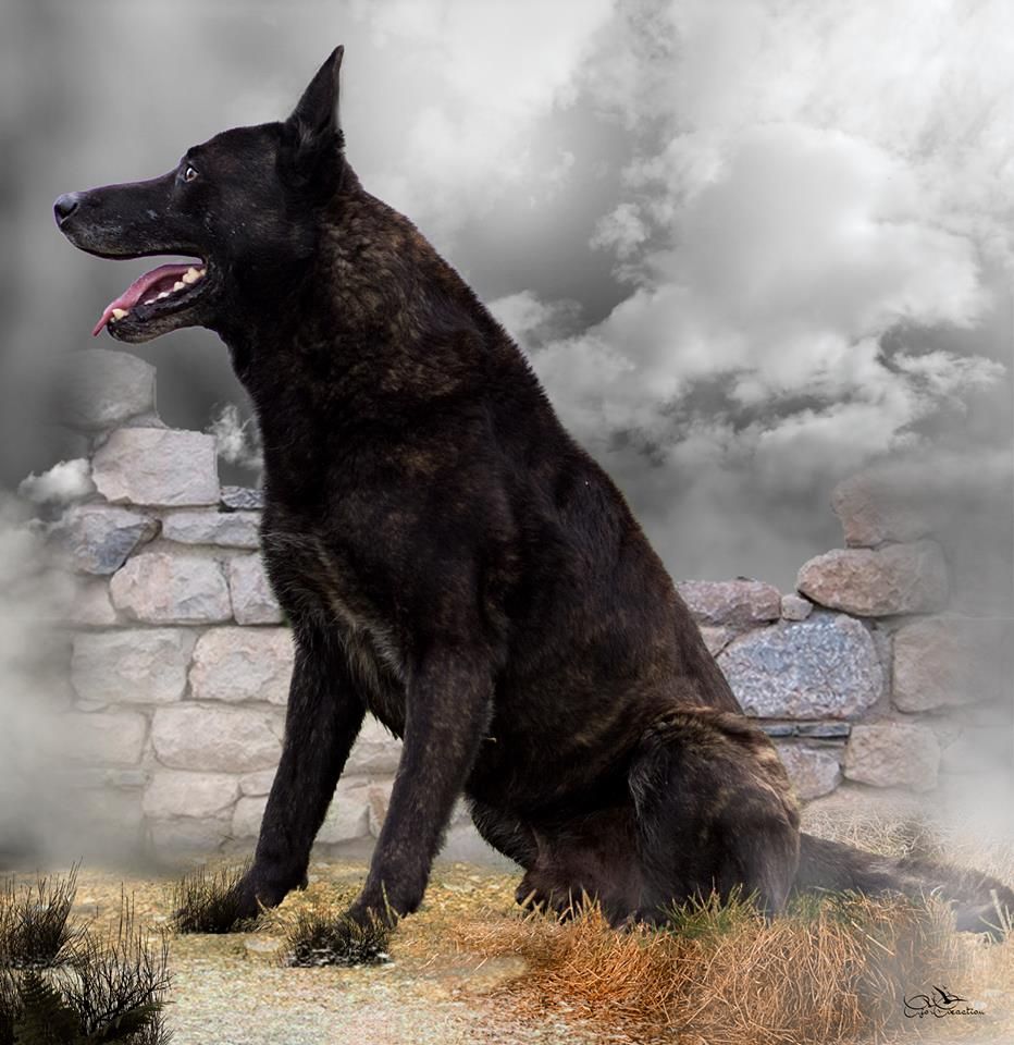 Faizer Des Fonds de Gueule