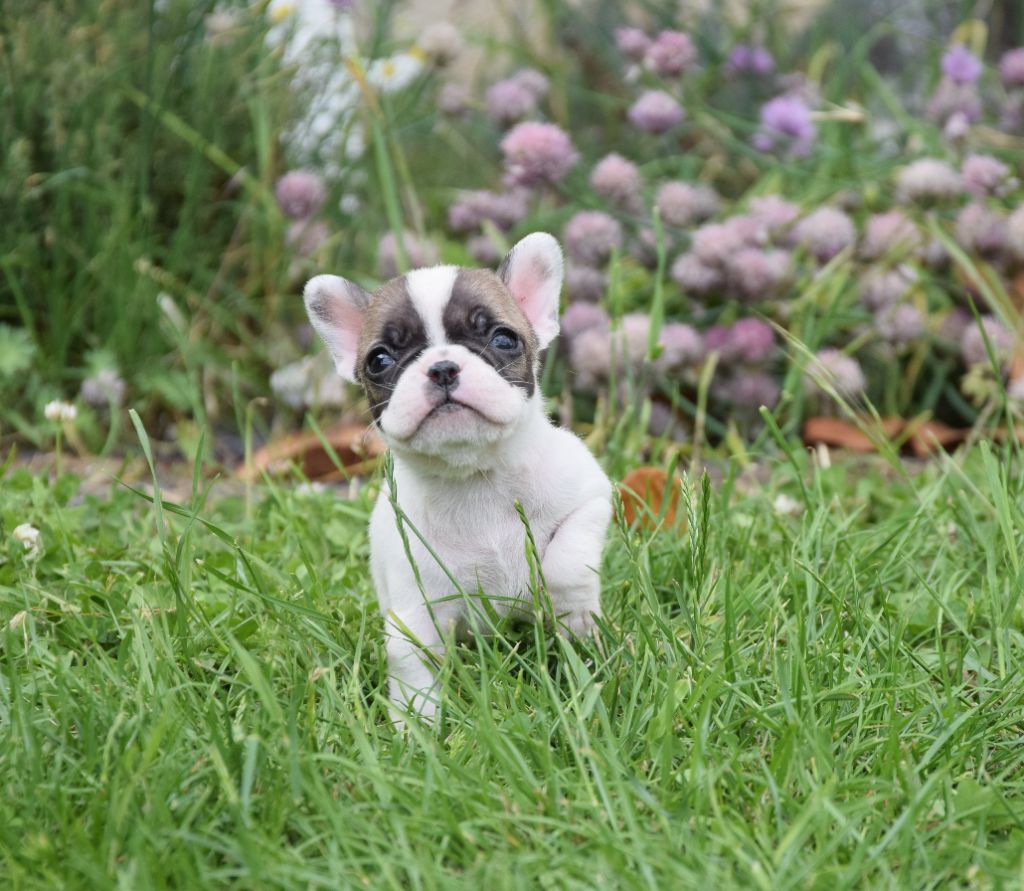 Des Ch'tis Crocs - Chiots disponibles - Bouledogue français