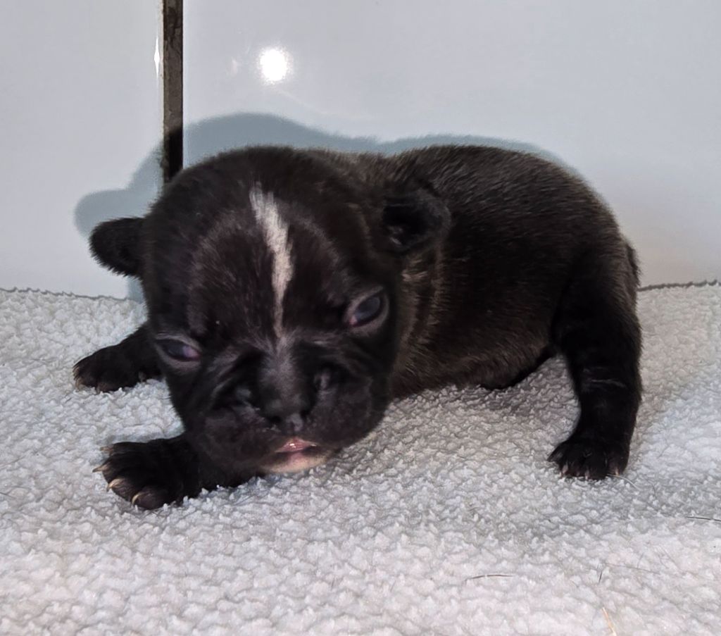 Des Ch'tis Crocs - Chiots disponibles - Bouledogue français