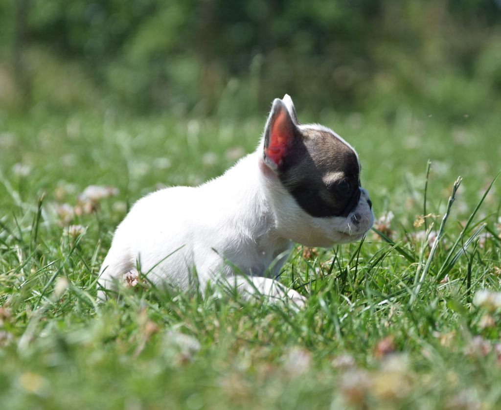 Des Ch'tis Crocs - Bouledogue français - Portée née le 30/04/2025