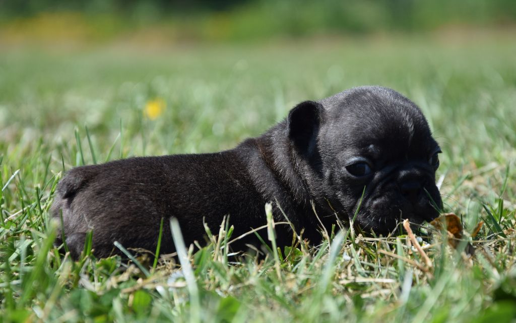 Des Ch'tis Crocs - Chiots disponibles - Bouledogue français