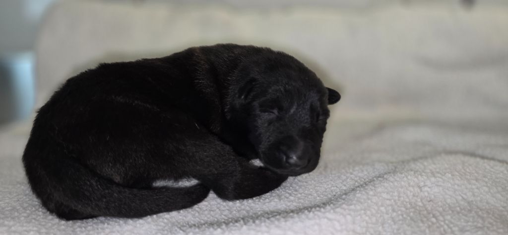 Des Ch'tis Crocs - Chiots disponibles - Berger hollandais