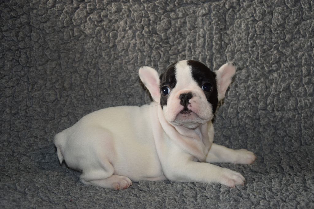 Des Ch'tis Crocs - Bouledogue français - Portée née le 20/11/2019