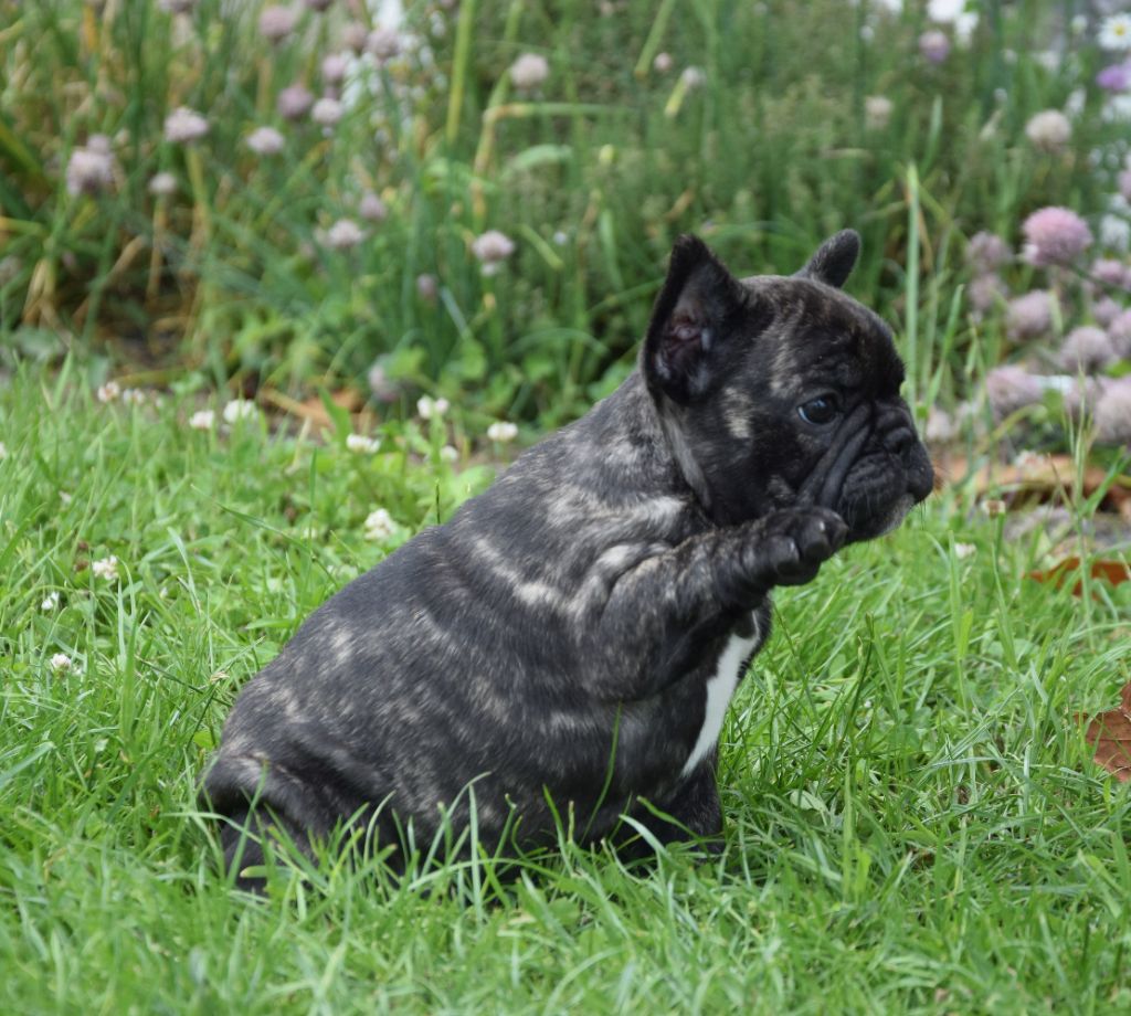 Des Ch'tis Crocs - Chiots disponibles - Bouledogue français