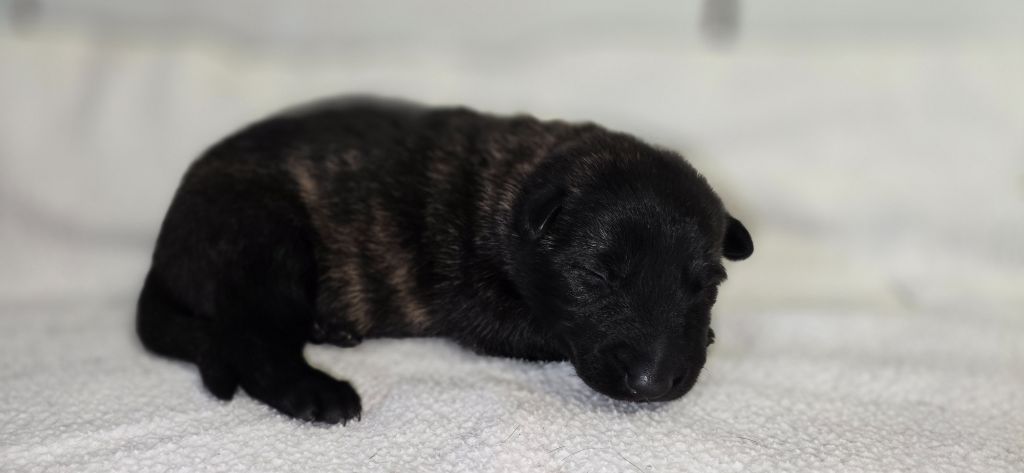 Des Ch'tis Crocs - Chiots disponibles - Berger hollandais