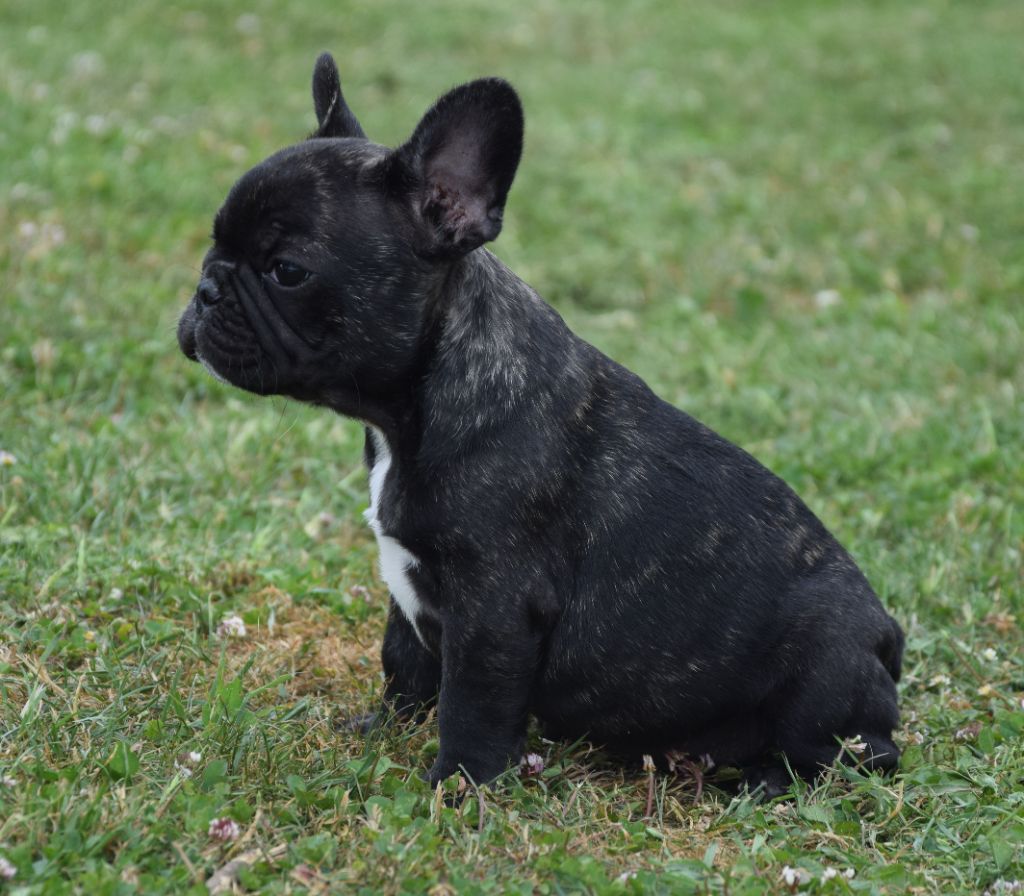 Des Ch'tis Crocs - Chiots disponibles - Bouledogue français