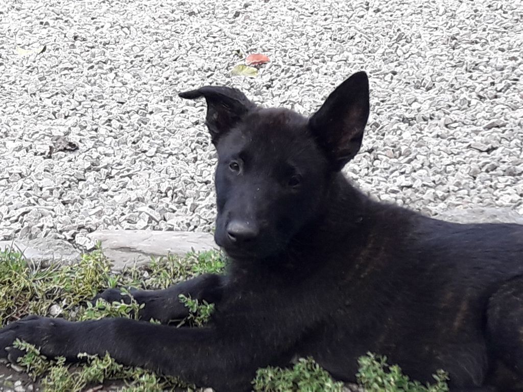 Des Ch'tis Crocs - Berger hollandais - Portée née le 16/06/2017