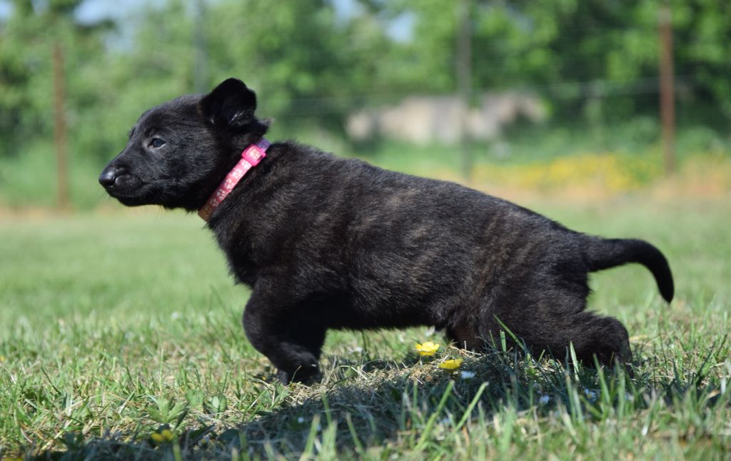 Des Ch'tis Crocs - Chiots disponibles - Berger hollandais