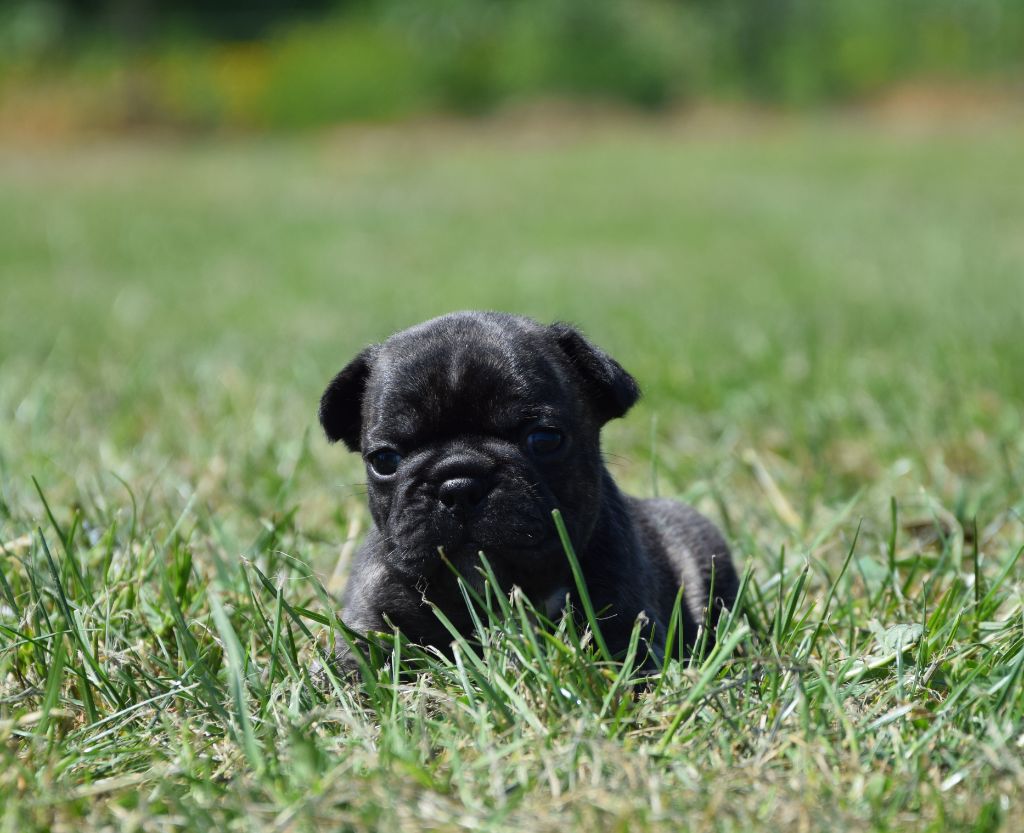 Des Ch'tis Crocs - Chiots disponibles - Bouledogue français
