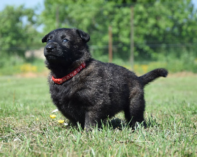CHIOT 4