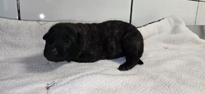 CHIOT 3