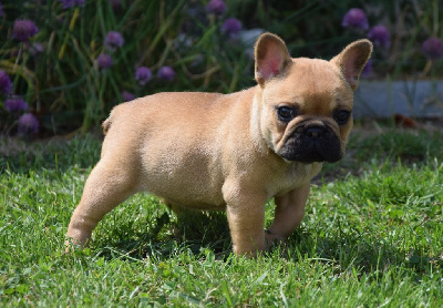 CHIOT 2