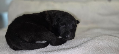 CHIOT 6