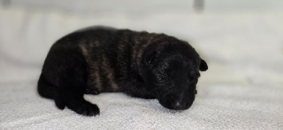 CHIOT 5