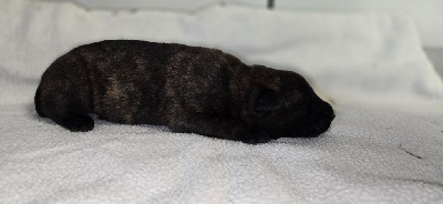 CHIOT 4