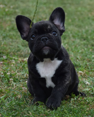 CHIOT 3