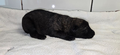 CHIOT 2