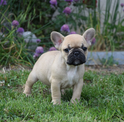 CHIOT 5