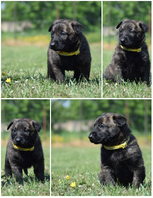 CHIOT 2