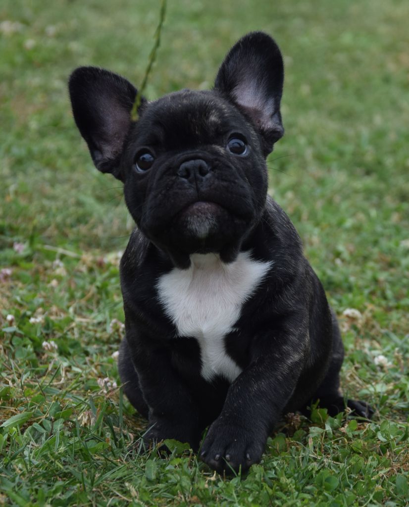 Des Ch'tis Crocs - Chiots disponibles - Bouledogue français