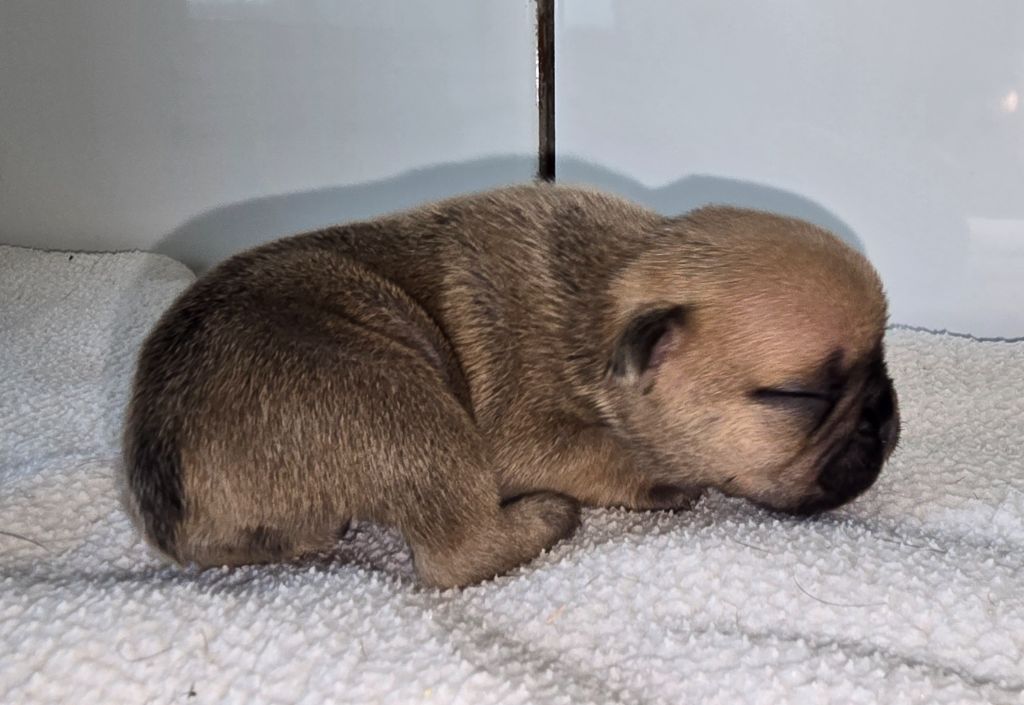 Des Ch'tis Crocs - Chiots disponibles - Bouledogue français