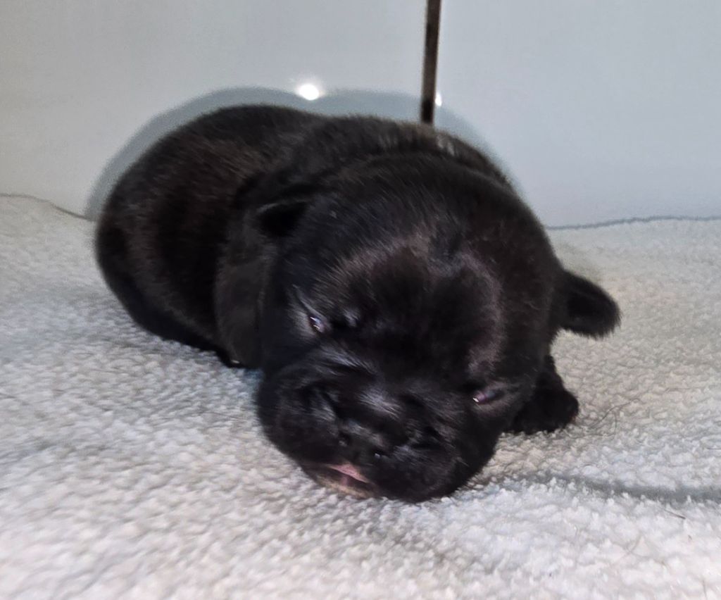 Des Ch'tis Crocs - Chiots disponibles - Bouledogue français