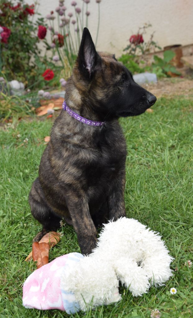 Des Ch'tis Crocs - Chiots disponibles - Berger hollandais