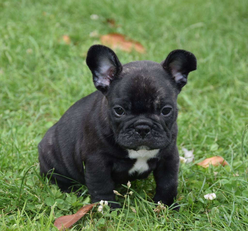 Des Ch'tis Crocs - Chiots disponibles - Bouledogue français
