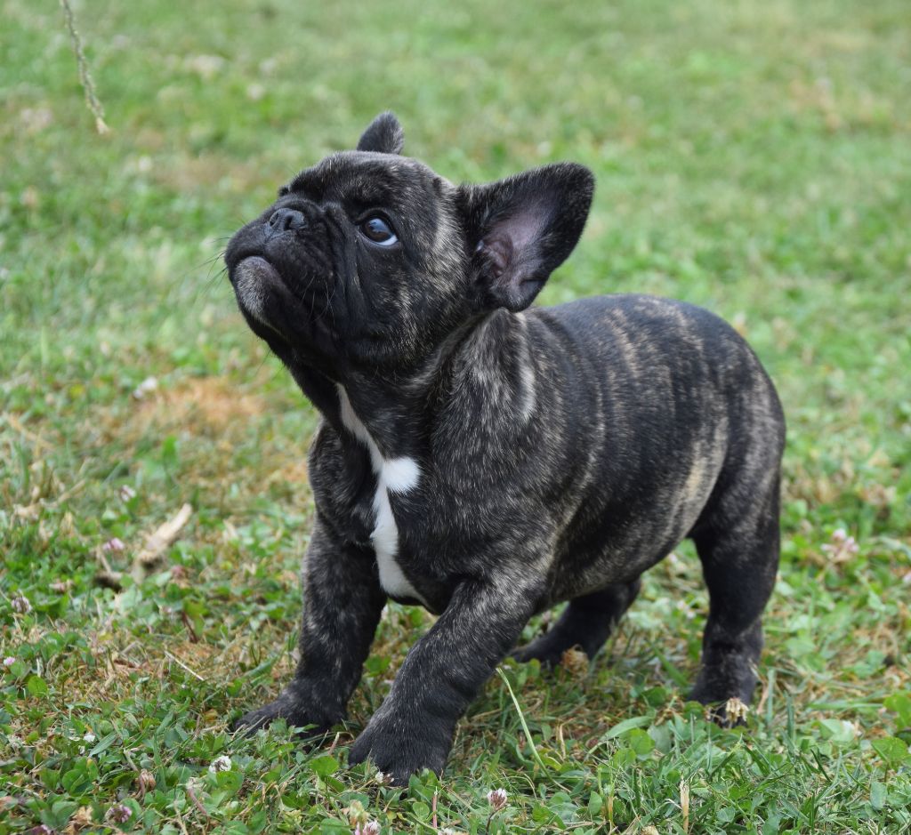 Des Ch'tis Crocs - Chiots disponibles - Bouledogue français