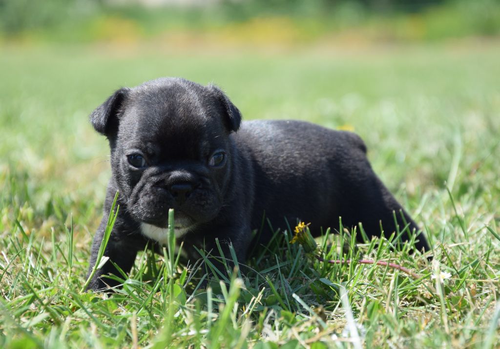 Des Ch'tis Crocs - Chiots disponibles - Bouledogue français
