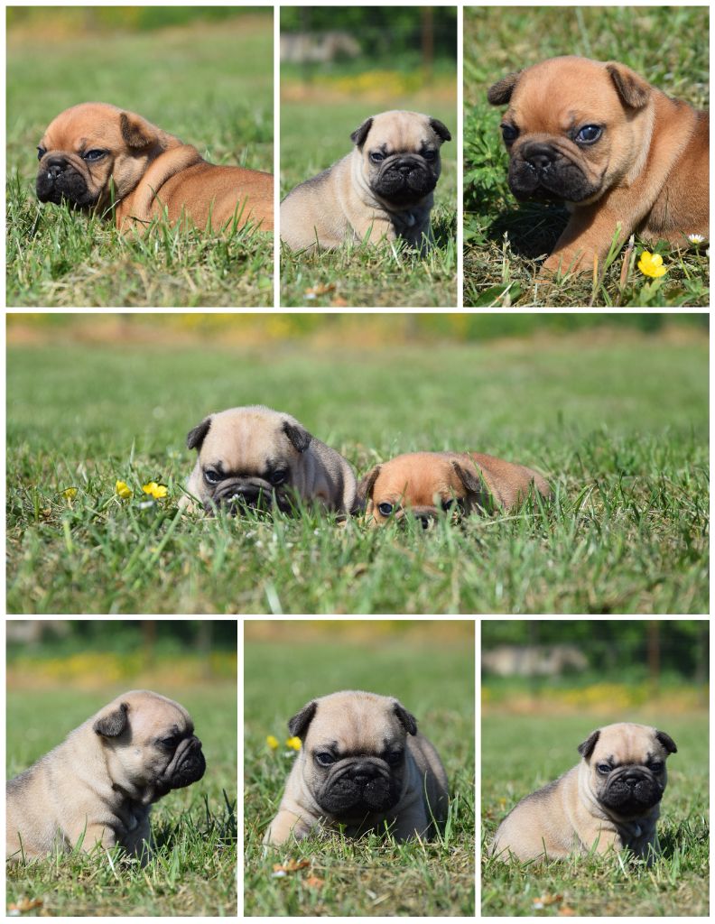 Des Ch'tis Crocs - Bouledogue français - Portée née le 16/04/2025
