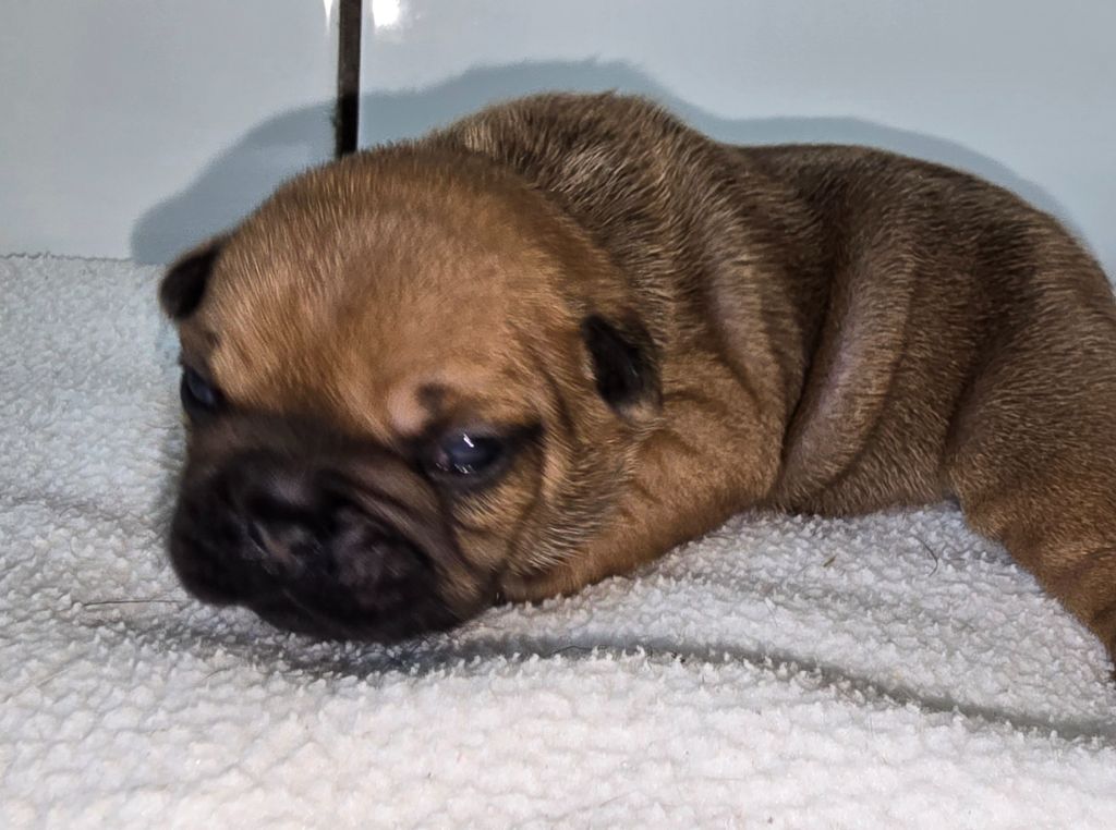 Des Ch'tis Crocs - Chiots disponibles - Bouledogue français
